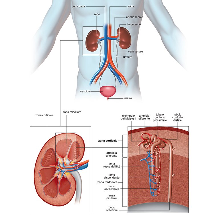 Urinary